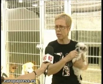 Abandono de perros en verano