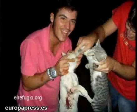 Sobre la matanza de gatos de Talavera