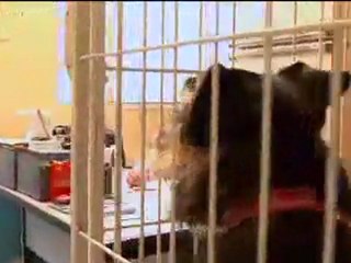 20 milhões de cães à procura de um lar