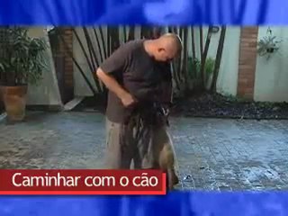 Cão obediente: o seu também pode ser um