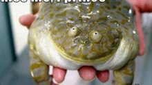 Very Funny Animals