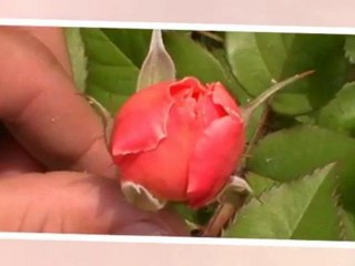 Les diférentes sortes de rose qu'on disposes.
