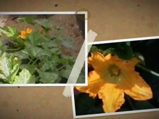 image du potager du 28/05/2011