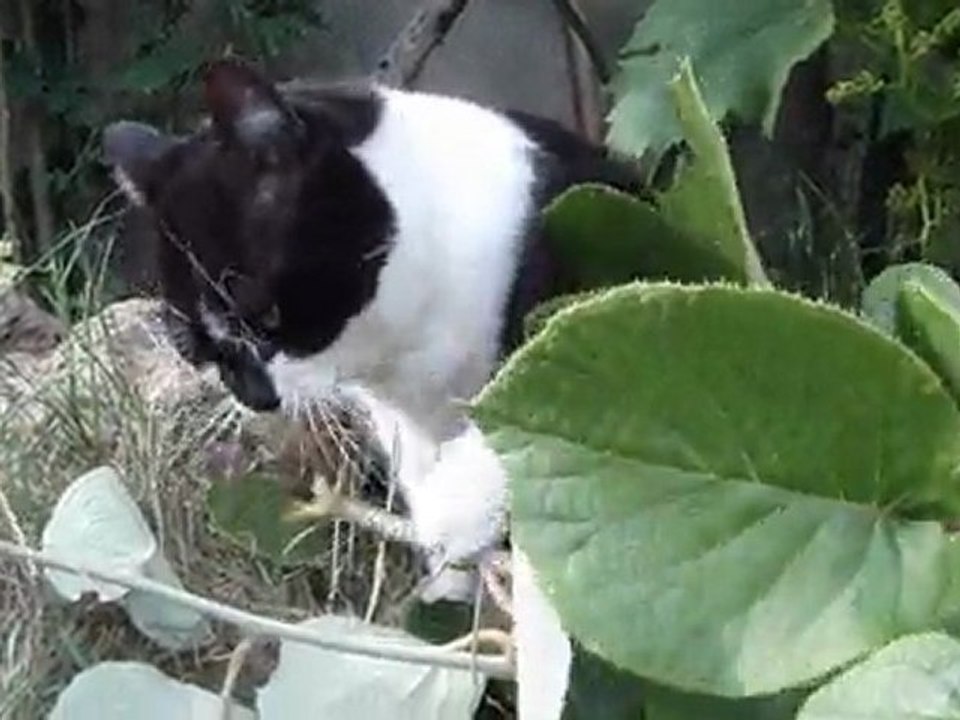 Un chat mange des branches de kiwi