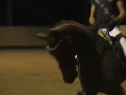 Warona L jument kwpn à vendre