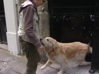 Dog sitters à Paris