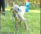 Rescatado perro encerrado ocho años
