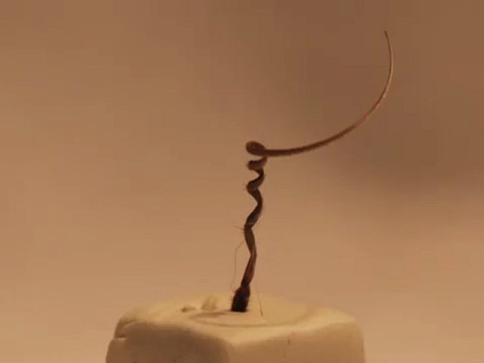 Time-lapse movie of Erodium cicutarium Movie 01