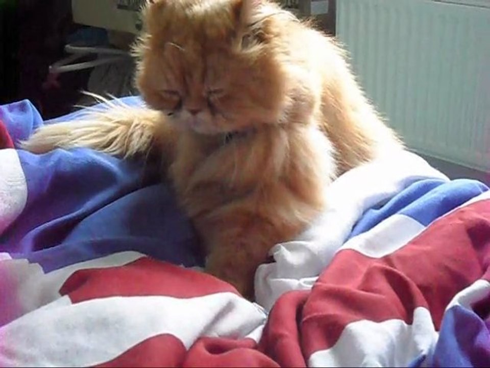 Rouxy, le tendre petit chef