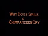 Why Dogs Smile and Chimpanzees Cry [2/2]