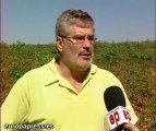 Recogida de cultivos de tomate extremeño