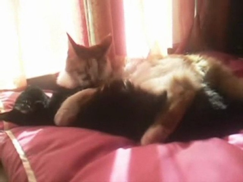 Mes Loulous