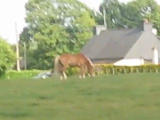 Les doubles & chevaux au pré (deuxième partie)