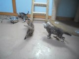 les Trois chatons Bengals