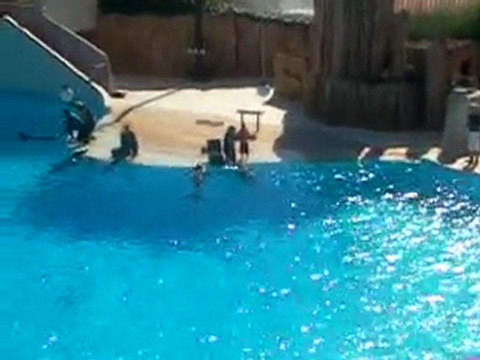 notre journé au parc asterix (spectacle de dauphin)