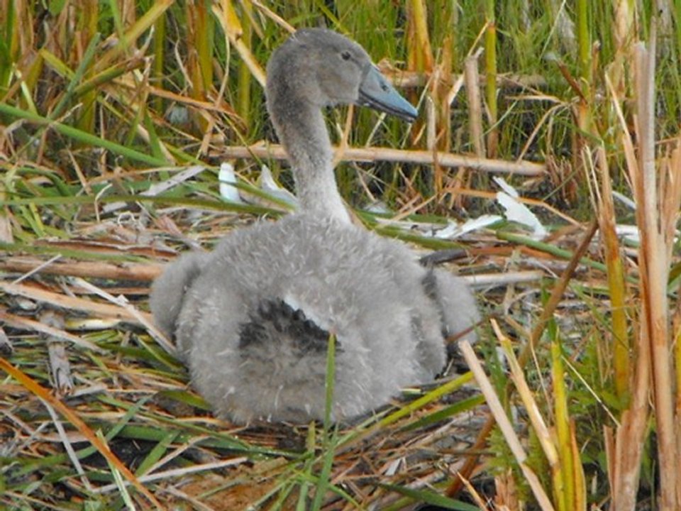 Bird Photo SlideShow