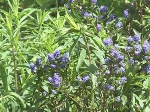 portes ouvertes aux vergers de l'ilot mai 2011