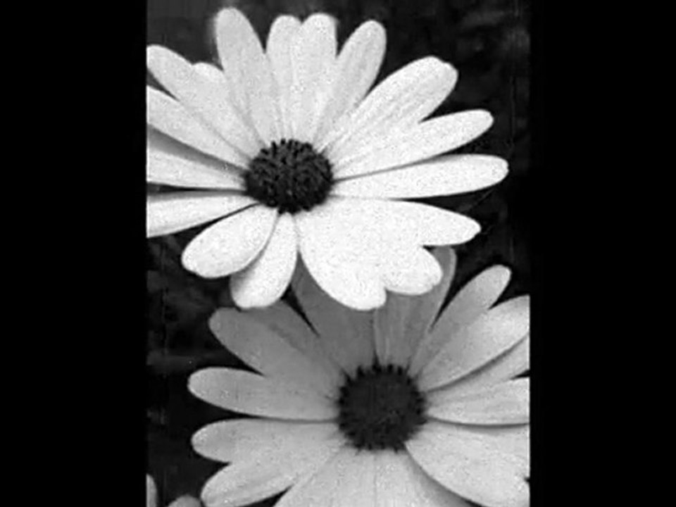 Nilgün - Böyle Bir Kara Sevda Kara Toprakta Biter