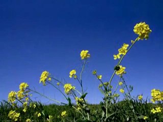 Eckhart Tolle - La porte du corps intérieur et la porte du silence