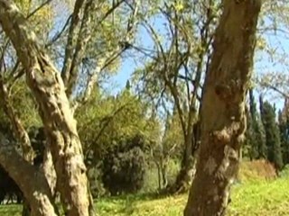 А.Модра, "Фантазия" (Исполнитель: Зив Бар)