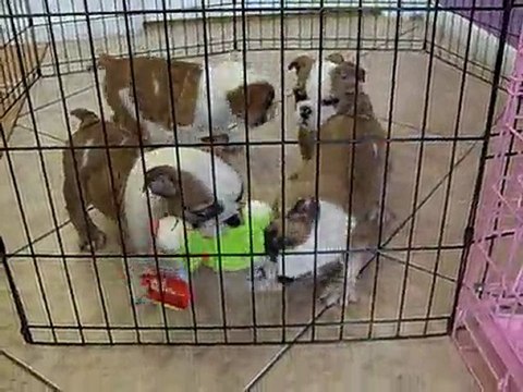 ENGLISH BULLDOG, PUPPIES FOR SALE IN MIAMI,BROAWARD. 305-262-7310. WWW.PUPPIESTOGOINC.COM