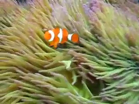 Marine Biology & the Great Barrier Reef - Small World Journeys