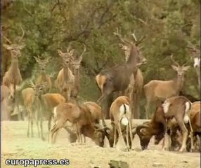 Extremadura exhibe la Berrea de los ciervos