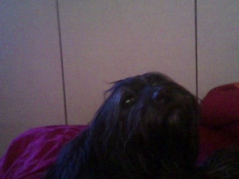 Mon bébé chienchien d'amour que j'aime qu'il est à son pôpy