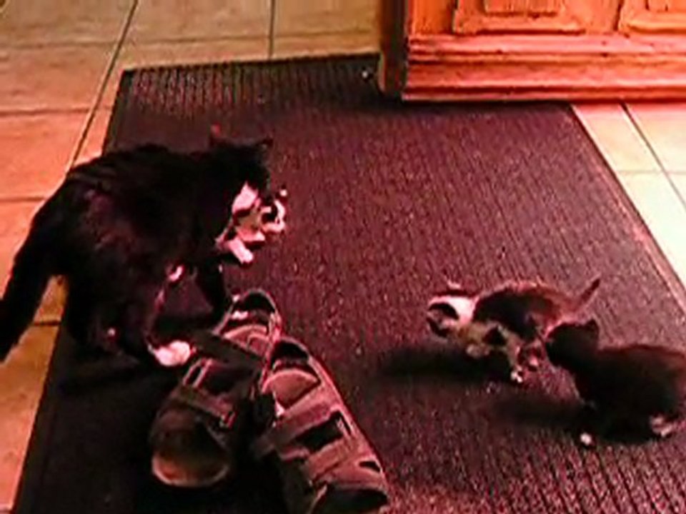 chatons 2011