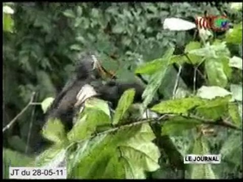 Les enjeux du sommet sur les trois bassins forestiers tropicaux du monde