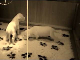 Les chiots filmés le 29-05-11