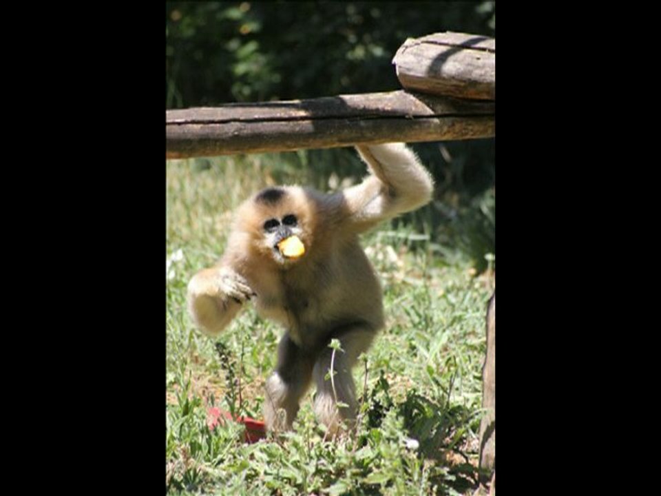 la vallée des singes