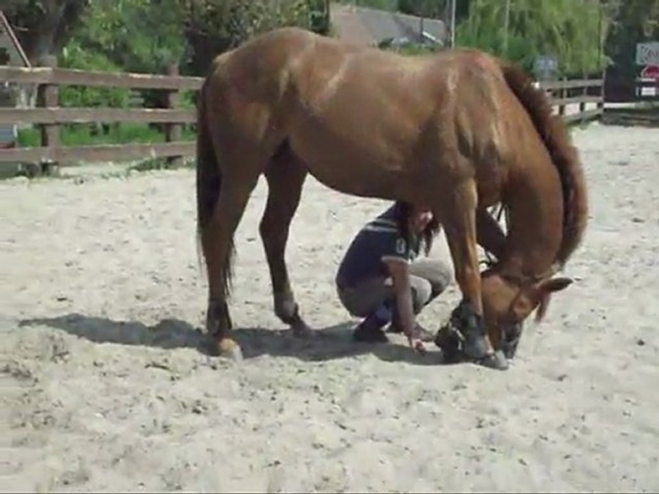 Anna'sCool_tangoderoxane