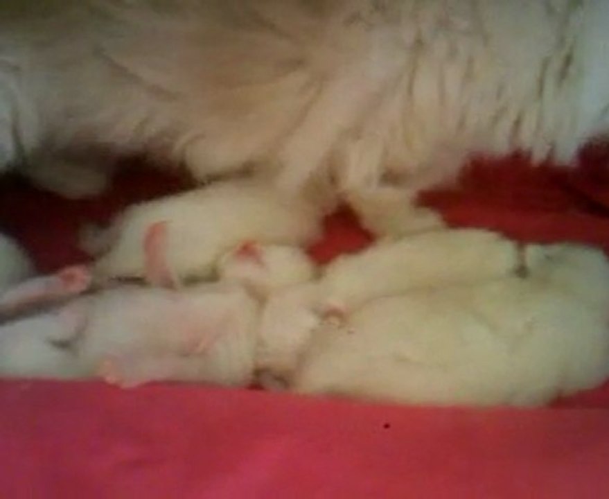 kittensdolls6