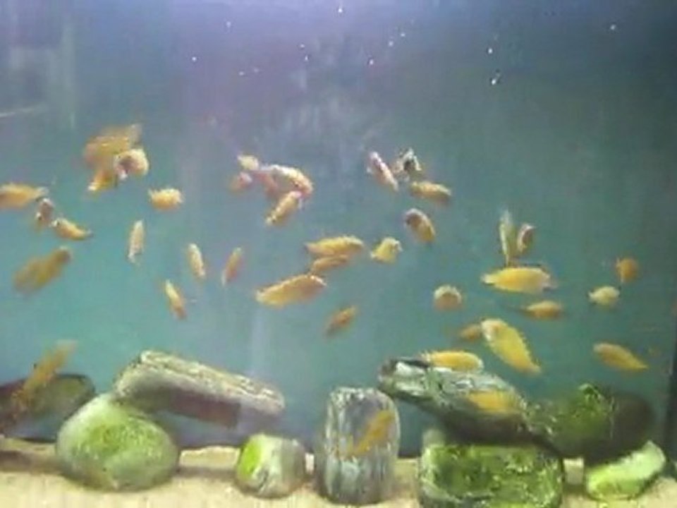 F0 Tropheus İlangi Yellow Yavrularım 3 Aylık Oldular (Boy 4,5 cm.)