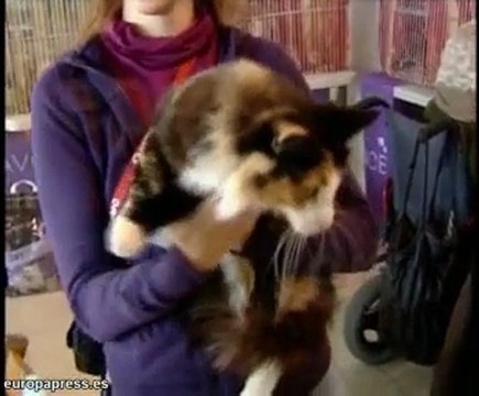 300 gatos compiten en la Exposición Felina