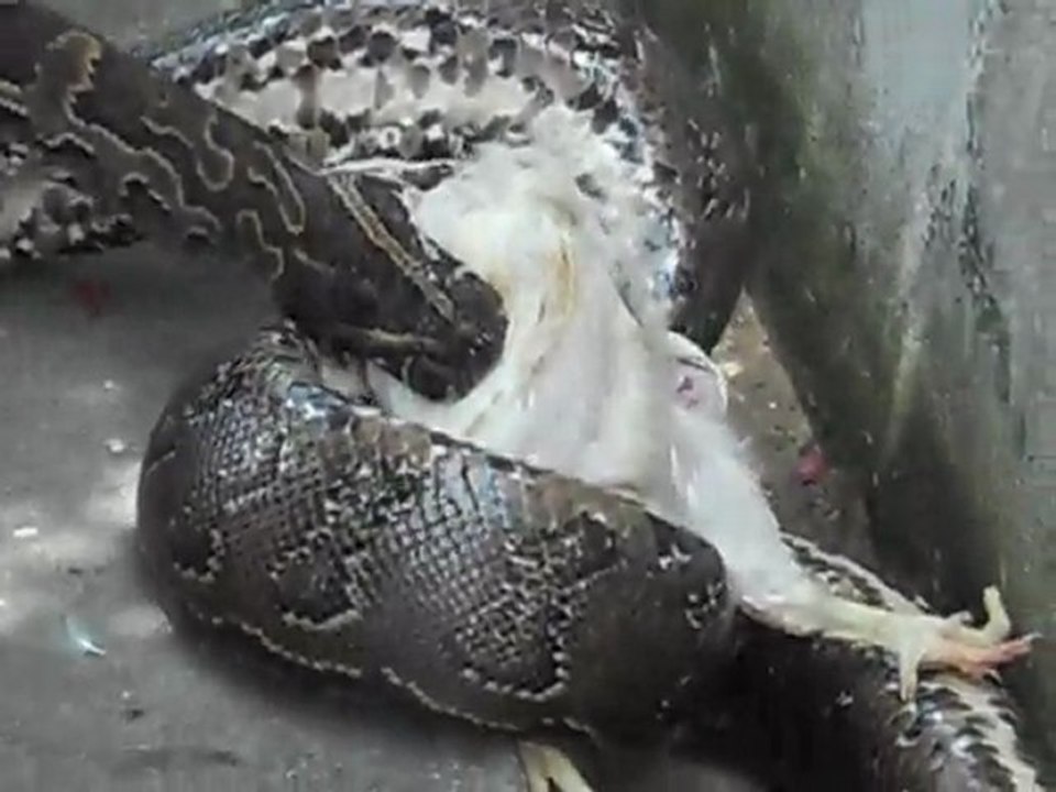 mon petit dejeuner ( serpent )