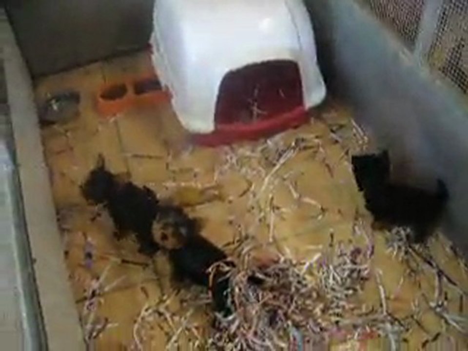 VIDEO BEBES NES 12.3.11 (2)