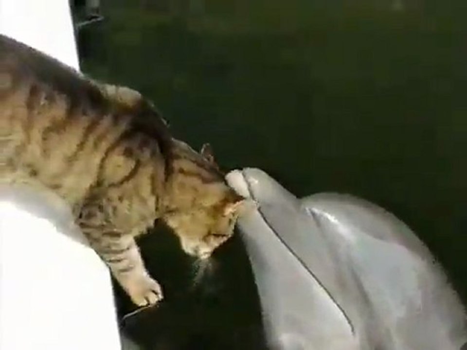 un chat joue avec des dauphins sur un bateau