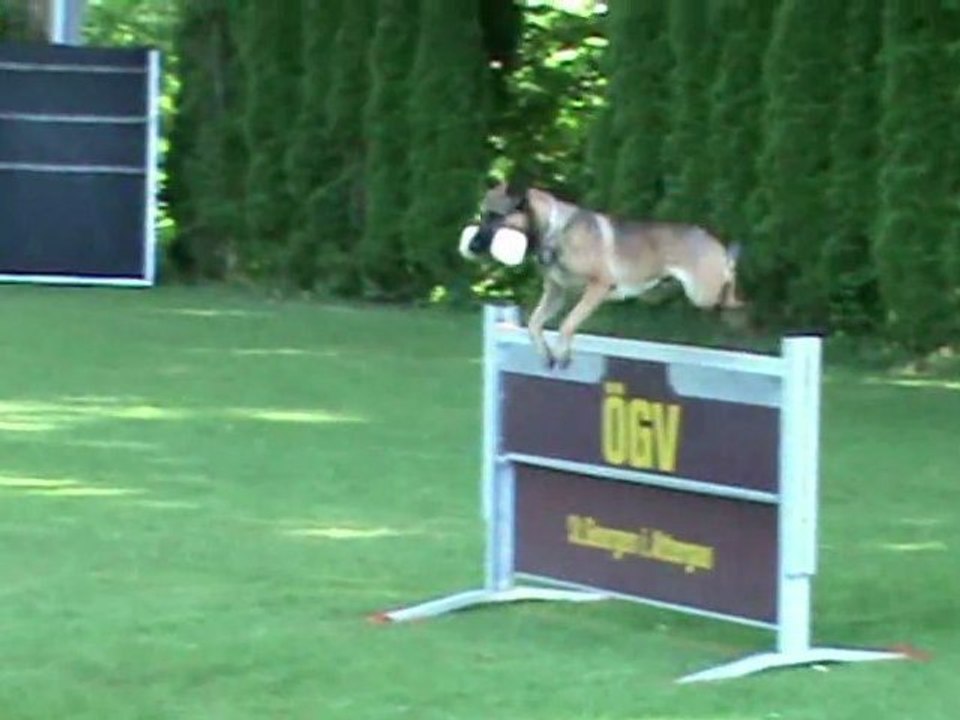 FCI-Quali-St-Georgen-Gruber/Apollon-UO