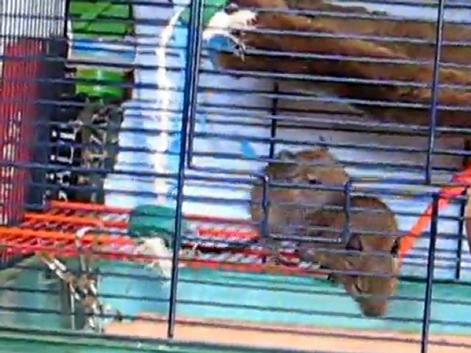 Bébés octodons degus ou dègue du Chili (rongeurs, NAC).