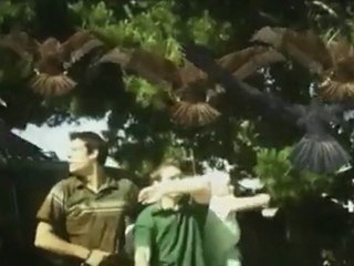 Birdemic-The most epic scene ever filmed
