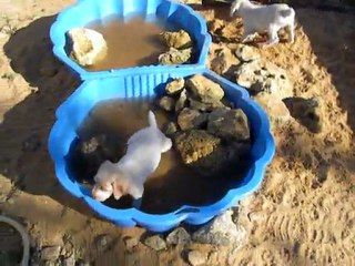 Chiots à 6 semaines