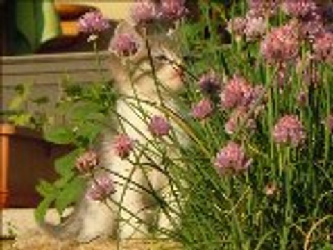 les chatons à adopter