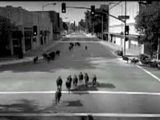 Harley Davidson - Black Sheep