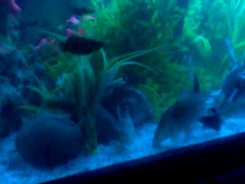 Canlı Doğuranlar ve Aynalı ve israil sazanı :)