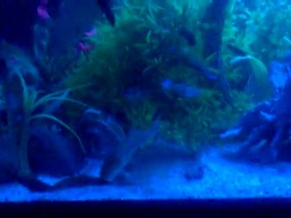 Canlı Doğuranlar ve Aynalı ve israil sazanı :) 2