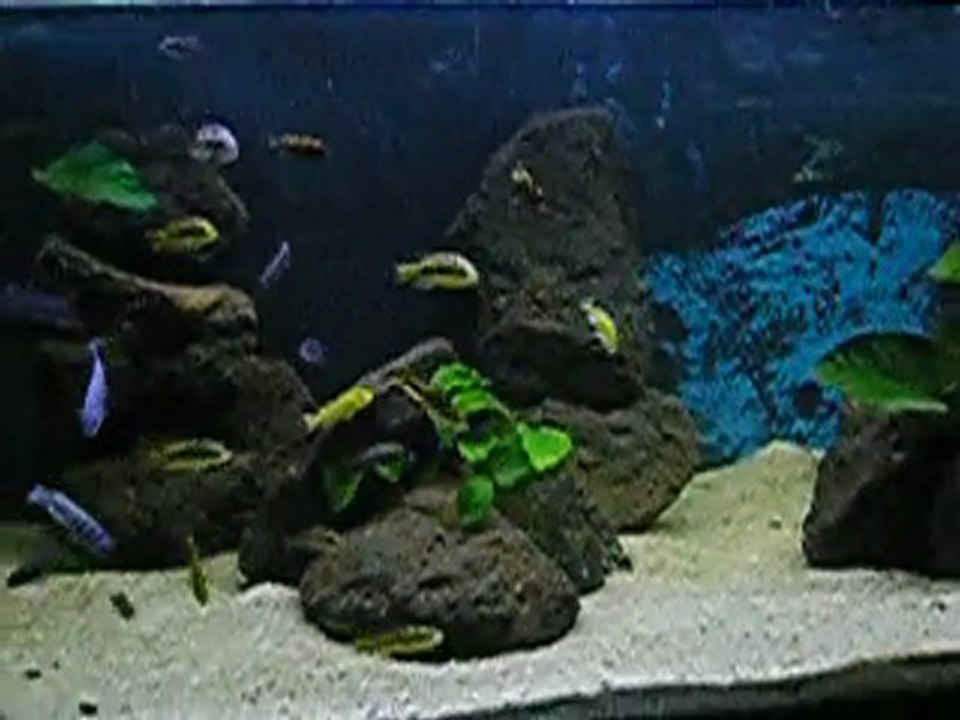 cichlidés vicotria et malawi