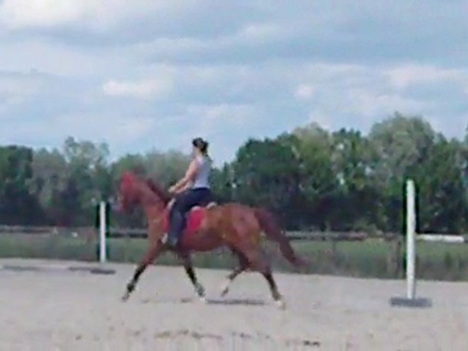 caro dressage