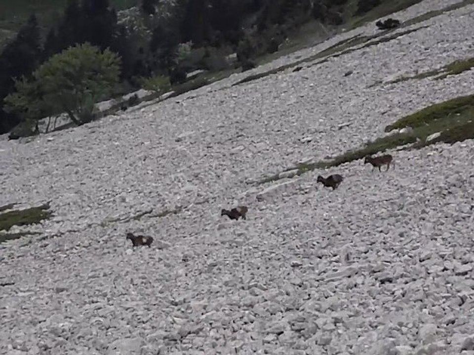 Mouflons en Chartreuse